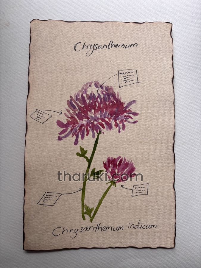 Chrysanthemum, Watercolour and ink on paper · Chrysanthemum indicum