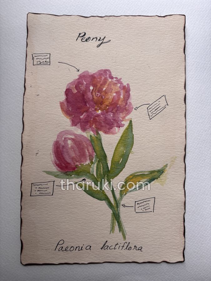Peony, Watercolour and ink on paper · Paeonia lactiflora