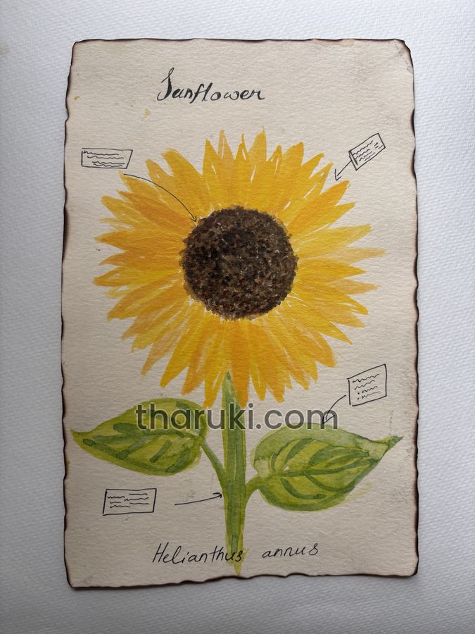 Sunflower, Watercolour and ink on paper · Helianthus annuus